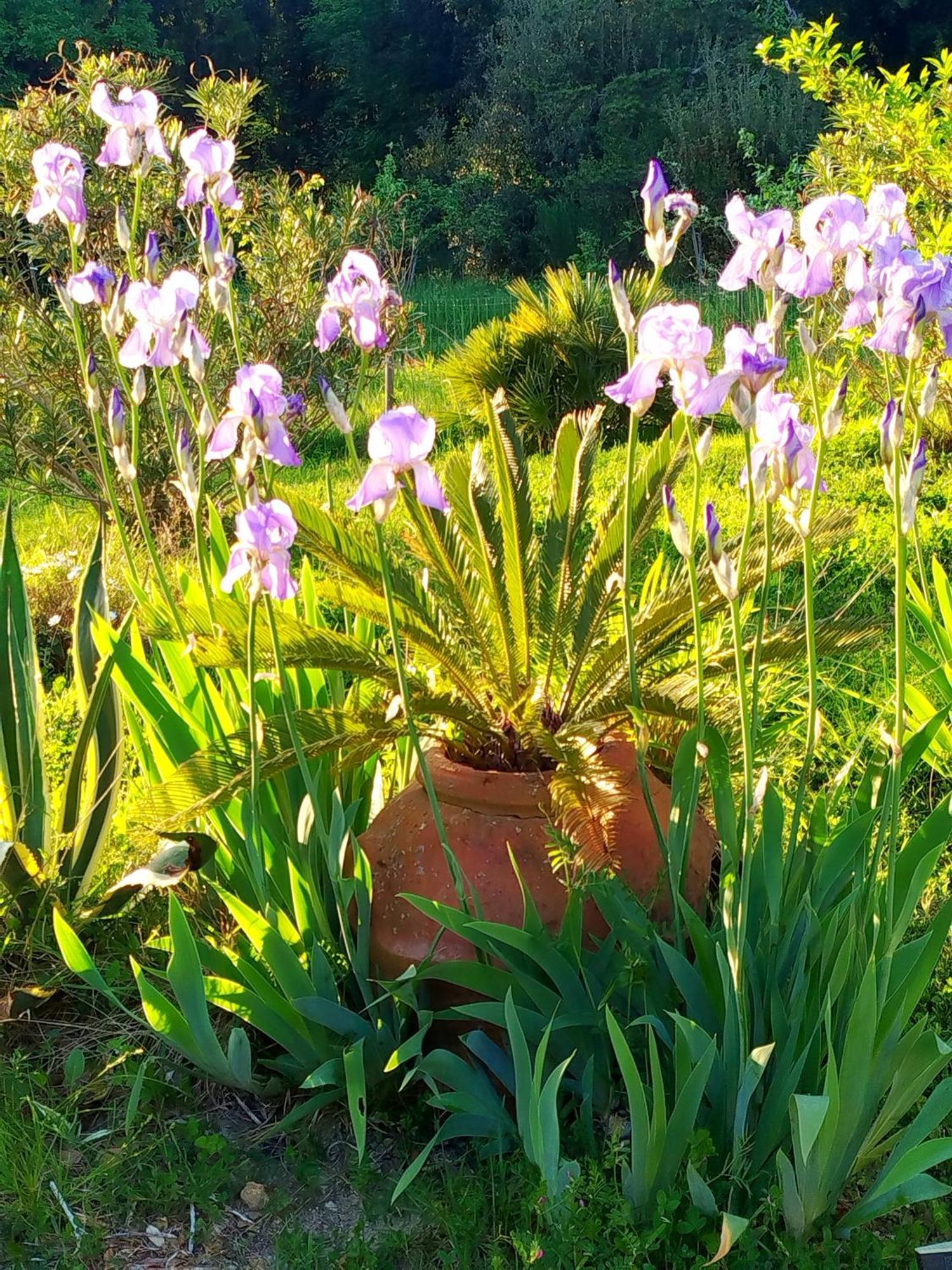Agriturismo Podere Le Palaie Monterotondo  Zewnętrze zdjęcie